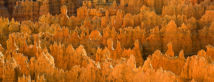 Hoodoos Panorama in Golden Light, Bryce Canyon National Park, UT